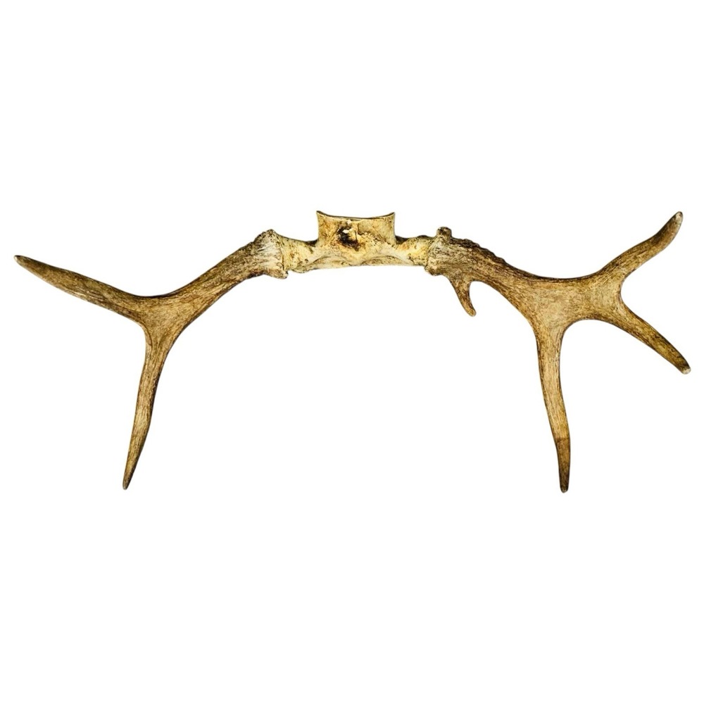 Naturally Shed Wild Moose Antler (Horn, Knife, Carving, Chew, Taxidermy) Full‎